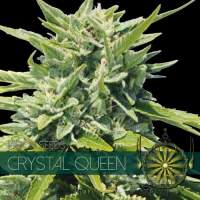 Crystal Queen Feminised Seeds