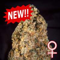 Diamond  Queen  Kush  Auto  Feminised  Cannabis  Seeds  Kc  Brains 0