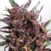 Dutch  Passion  Purple 1  Feminised  Cannabis  Seeds 0