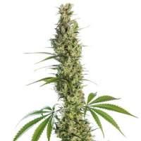 Eagle Bill Regular Seeds