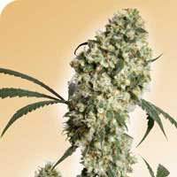 Ed Rosenthal Superbud Regular Seeds