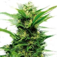 Emerald  Jack  Feminised  Cannabis  Seeds  Emerald  Triangle 0