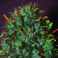 Expert Haze Feminised Seeds