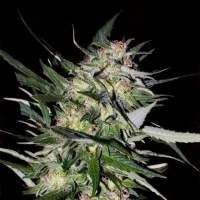 Collection #4 Feminised Seeds