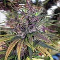 Oldtimer's Haze Regular Seeds