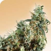 First Lady Regular Seeds