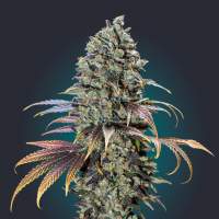Chocolate Cream Feminised Seeds