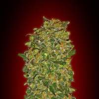 Chocolate Kush Feminised Seeds