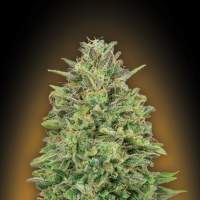 Female Collection #4 Feminised Seeds