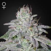 Francoamp39s  Lemon  Cheese  Feminised  Cannabis  Seeds  Greenhouse  Seed  Co