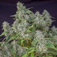 Frosty  Friday  Regular  Cannabis  Seeds  Super  Sativa  Seed  Club 0