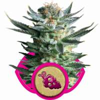 Fruit  Spirit  Feminised  Cannabis  Seeds  Royal  Queen  Cannabis  Seeds 0