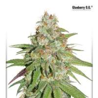 Glueberry  Og  Feminised  Cannabis  Seeds  Dutch  Passion