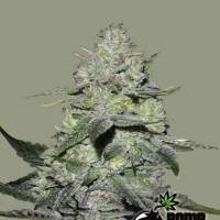 Gorilla Bomb Feminised Seeds