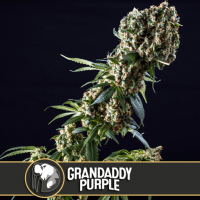Grandaddy  Purple  Feminised  Cannabis  Seeds  Blimburn  Cannabis  Seeds 0