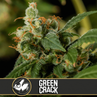 Green  Crack  Feminised  Cannabis  Seeds  Blimburn  Cannabis  Seeds 0