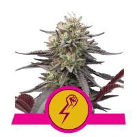 Green  Punch  Feminised  Cannabis  Seeds  Royal  Queen  Cannabis  Seeds 0