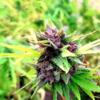 Hollands  Hope  Regular  Cannabis  Seeds  Dutch  Passion 0