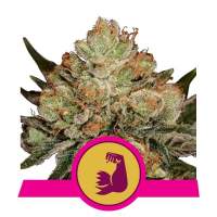 Hulkberry  Feminised  Cannabis  Seeds  Royal  Queen  Cannabis  Seeds 0