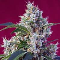 Indigo Berry Kush Feminised Seeds