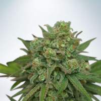 Instakush Feminised Seeds