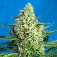 Jack 47  Xl  Auto  Feminised  Cannabis  Seeds  Sweet  Cannabis  Seeds 0