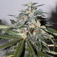 KC 51 Auto Feminised Seeds