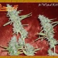 Krippleberry Auto Feminised Seeds