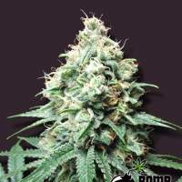 Kush Bomb Regular Seeds