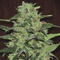 Malawi  Fem  Ace  Cannabis  Seeds 0