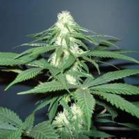 Master  Kush  Feminized 5  Cannabis  Seeds 0
