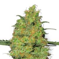 Master Kush Feminised Seeds