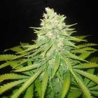 Mazar x Great White Shark Feminised Seeds