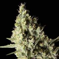 Narkosis Feminised Seeds