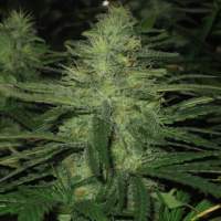 Northern Lights Regular Seeds