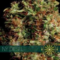 NY Diesel Feminised Seeds