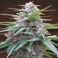 Panama  Fem  Ace  Cannabis  Seeds 0