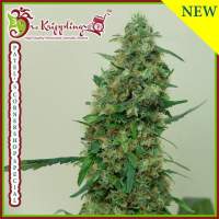 Patelamp39s  Cornershop  Surprise  Feminised  Cannabis  Seeds  Dr  Krippling  Cannabis  Seeds 0