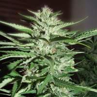 Pineapple Express Feminised Seeds