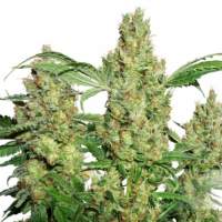 Power Plant Regular Seeds