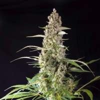 Prima  Holandica  Regular  Cannabis  Seeds  Super  Sativa  Seed  Club 0