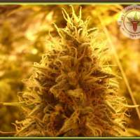 Puff Puff Pass Out Feminised Seeds