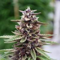 Royal  Purple  Kush  Cbd  Regular  Cannabis  Seeds  Emerald  Triangle 0