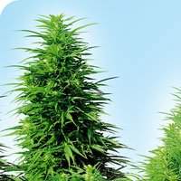 Ruderalis Skunk Regular Seeds