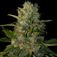 Santa  Muerte  Blimburn  Cannabis  Seeds 0