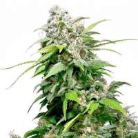 Sensi  California  Indica  Feminised  Cannabis  Seeds 1519826172 500  Sensi Cannabis  Seeds 0