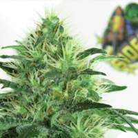 Sideral Feminised Seeds