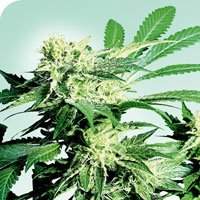 Skunk Kush Regular Seeds