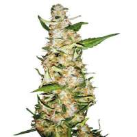 Skunk #1 AUTO Feminised Seeds