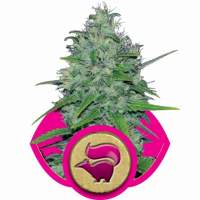 Skunk XL Feminised Seeds